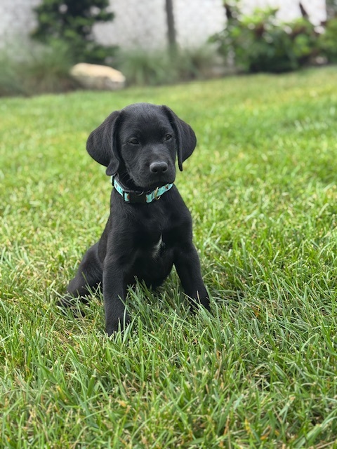 Meet Brody, Official “Trail” Mascot – August 2025 Constituent Update